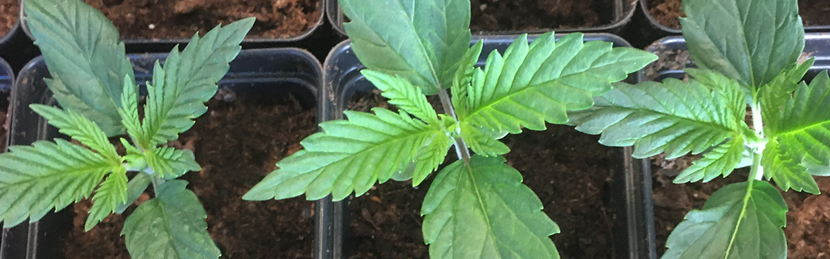 CBD Flower