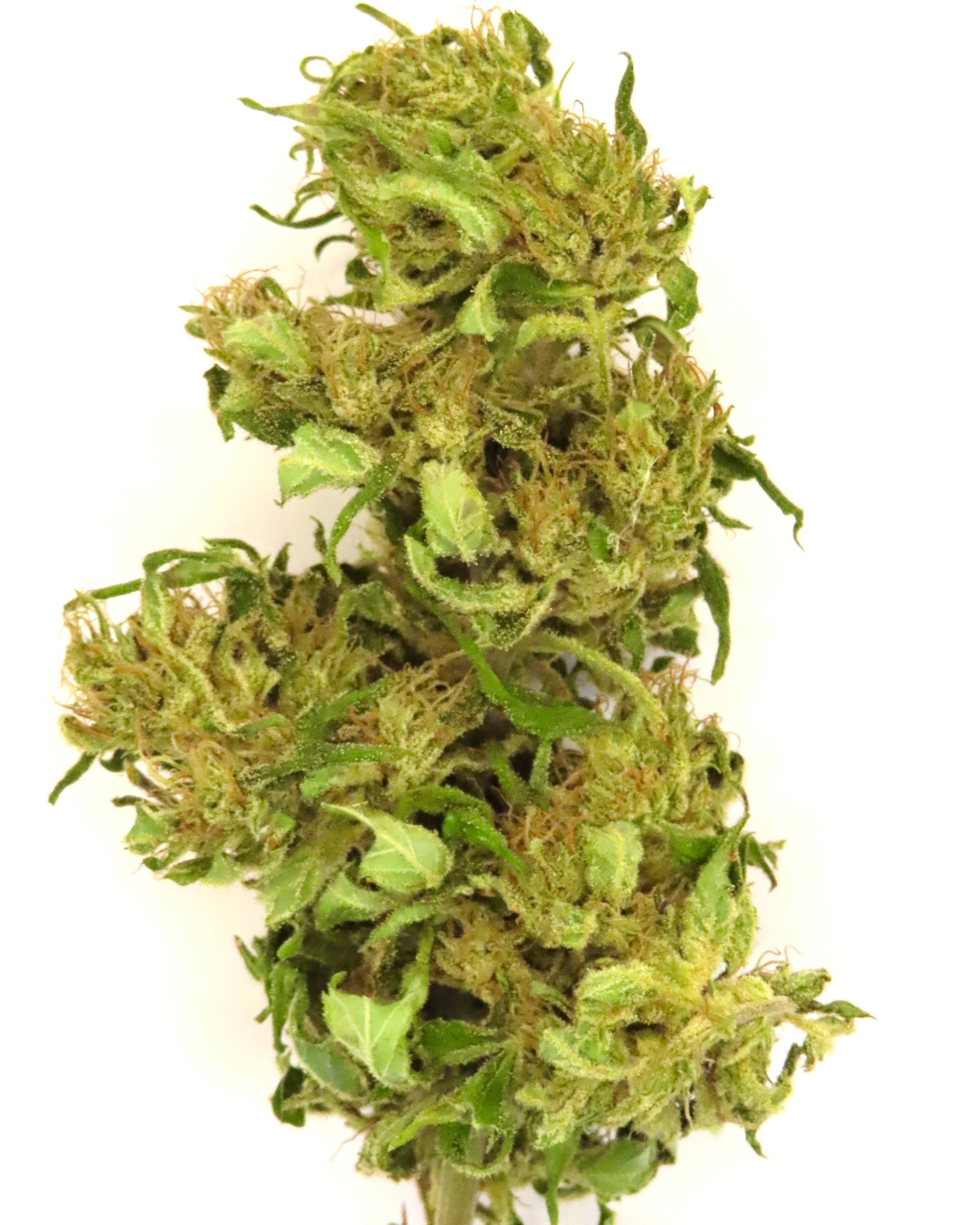 Cloud Berry