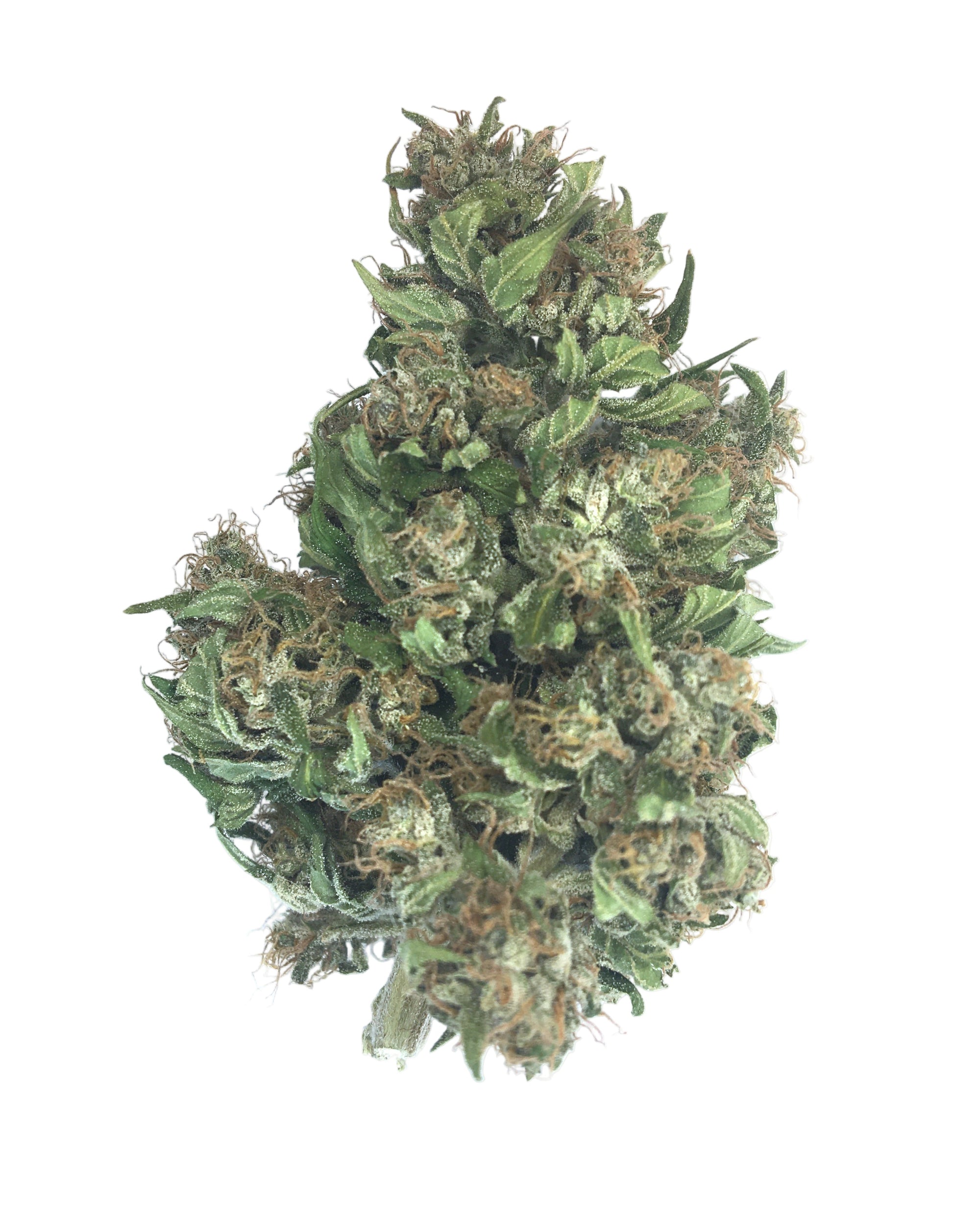 Buffalo Soldier CBG